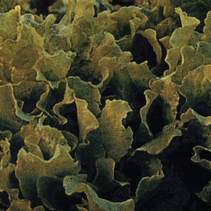 Black Seeded Simpson Looseleaf Lettuce 3 Black Seeded Simpson Looseleaf Lettuce