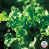 Salad Bowl Looseleaf Lettuce -Maximas Flower Shop 02590 Jung