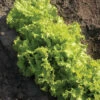 Simpson Elite Lettuce -Maximas Flower Shop 02595