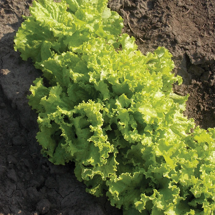 Simpson Elite Lettuce 2 Simpson Elite Lettuce