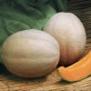 Aphrodite Hybrid Muskmelon -Maximas Flower Shop 02616