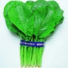 Komatsuna Mustard Spinach 2 Komatsuna Mustard Spinach -Maximas Flower Shop 02702