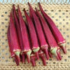 Candle Fire Hybrid Okra -Maximas Flower Shop 02712