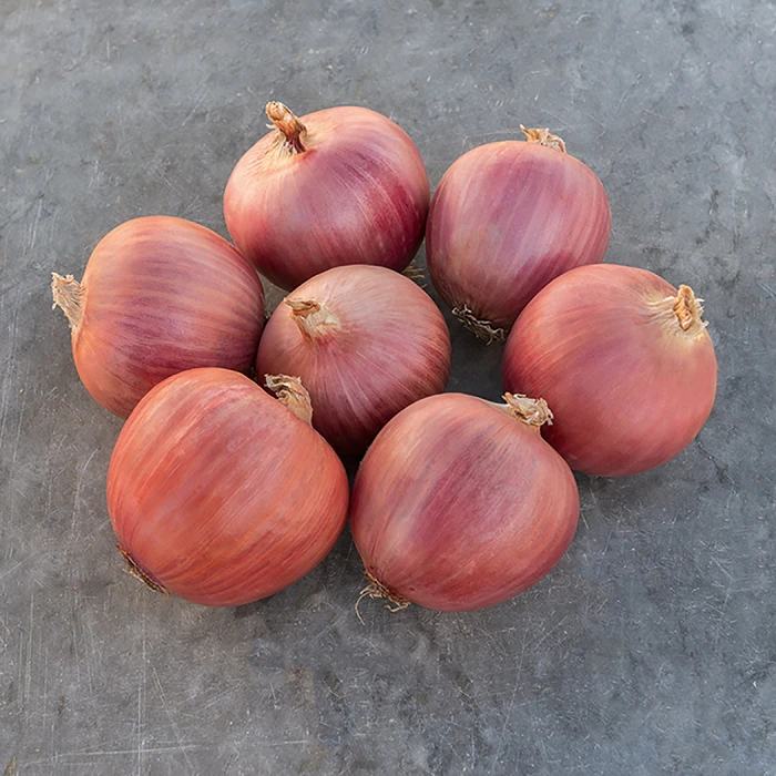 Blush Hybrid Onion 3 Blush Hybrid Onion