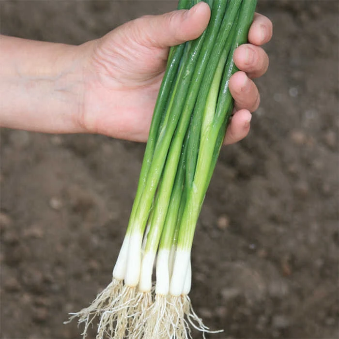 Guardsman Bunching Onion 3 Guardsman Bunching Onion