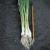 Evergreen Bunching Onion -Maximas Flower Shop 02738