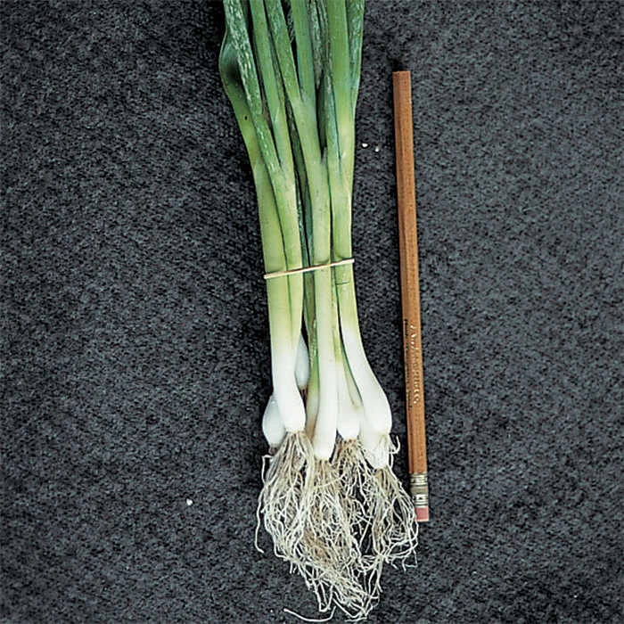 Evergreen Bunching Onion 3 Evergreen Bunching Onion