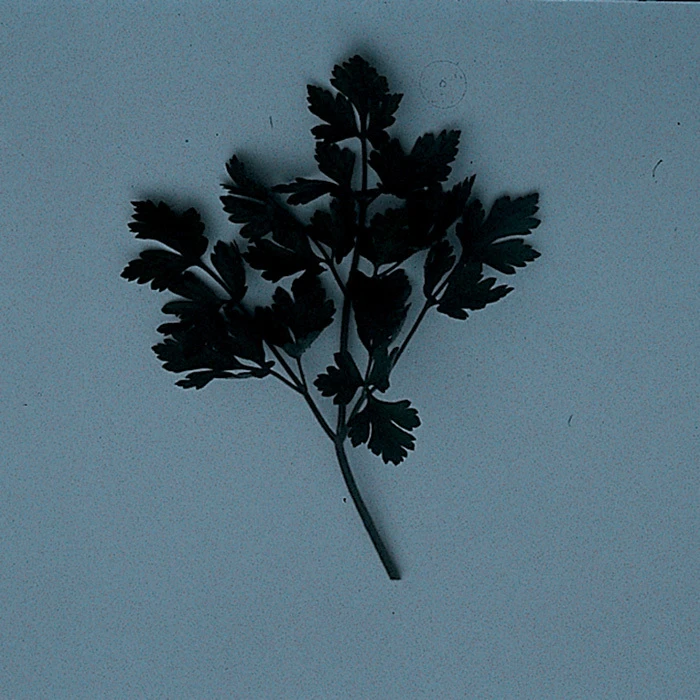 Dark Green Italian Parsley 3 Dark Green Italian Parsley