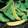Dwarf Grey Sugar Pea 1 Dwarf Grey Sugar Pea -Maximas Flower Shop 02871