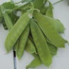 Mammoth Melting Sugar Pea 1 Mammoth Melting Sugar Pea -Maximas Flower Shop 02875 Pea MammothMeltingSugar3 jw