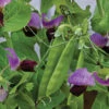 Little Snowpea Purple Hybrid 2 Little Snowpea Purple Hybrid -Maximas Flower Shop 02876