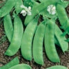 Avalanche Snow Pea -Maximas Flower Shop 02882