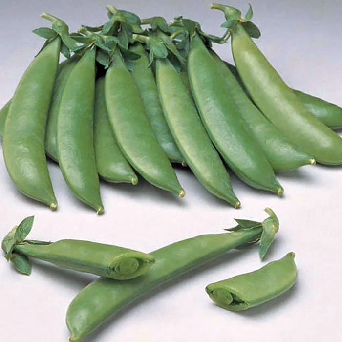 Sugar Daddy Snap Pea 3 Sugar Daddy Snap Pea
