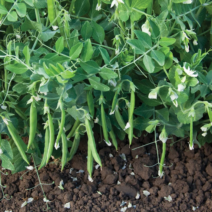 Snak Hero Pea 3 Snak Hero Pea