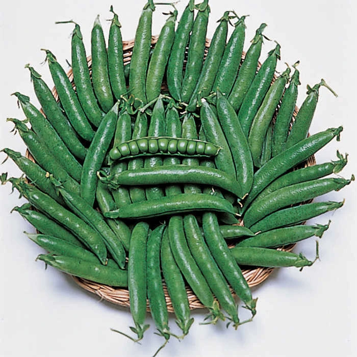 Maestro Garden Shelling Pea 3 Maestro Garden Shelling Pea