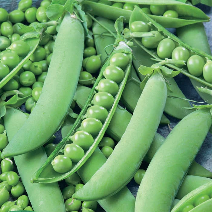 Strike Garden Shelling Pea 3 Strike Garden Shelling Pea
