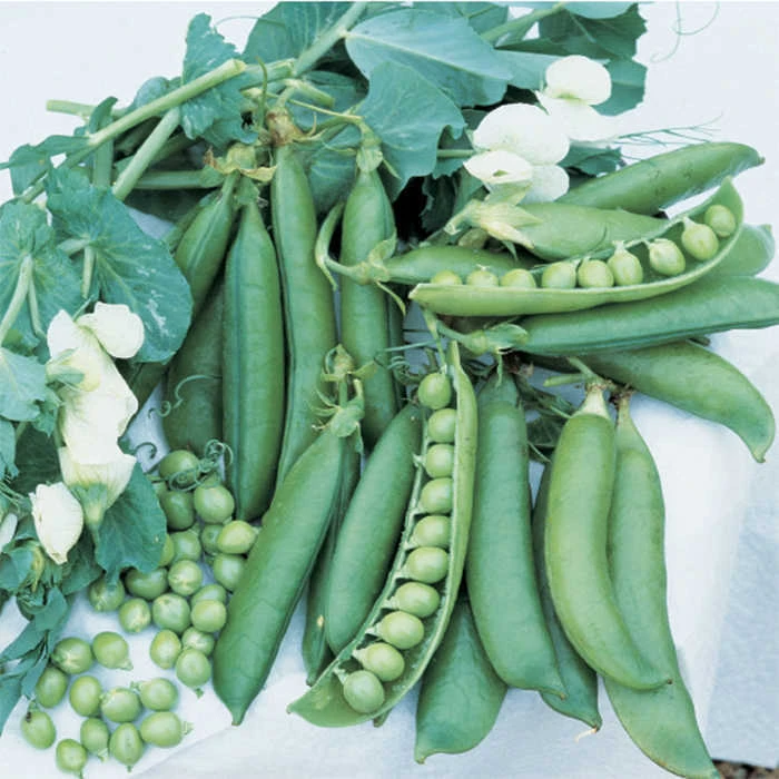 Wando Garden Shelling Pea 3 Wando Garden Shelling Pea