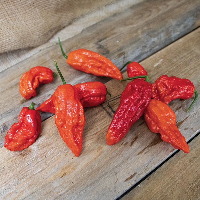 Bhut Jolokia Pepper 3 Bhut Jolokia Pepper