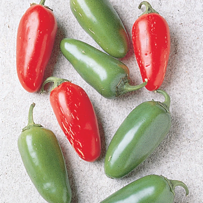 Early Jalapeno Pepper 3 Early Jalapeno Pepper