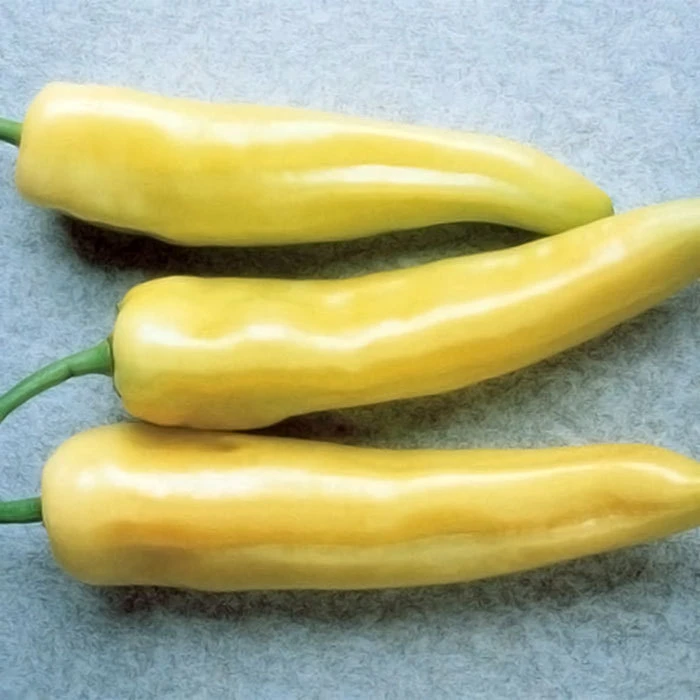 Hungarian Yellow Hot Wax Pepper 3 Hungarian Yellow Hot Wax Pepper