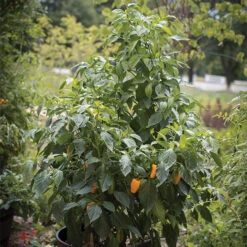 Just Sweet Hybrid Pepper