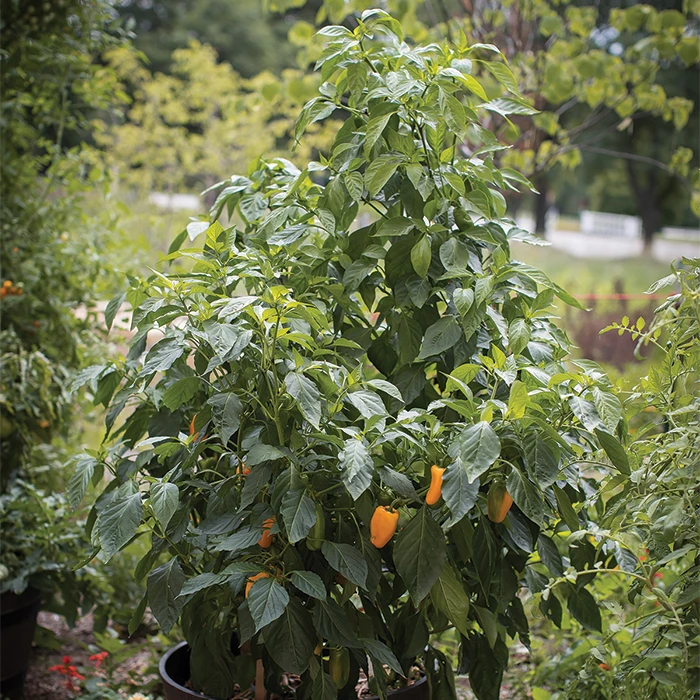 Just Sweet Hybrid Pepper 3 Just Sweet Hybrid Pepper