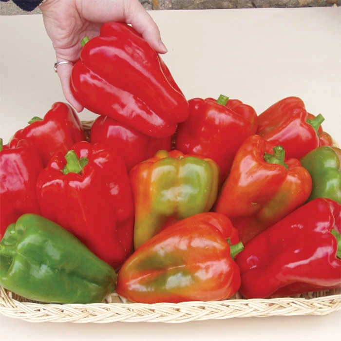 Margarets Pepper 3 Margarets Pepper