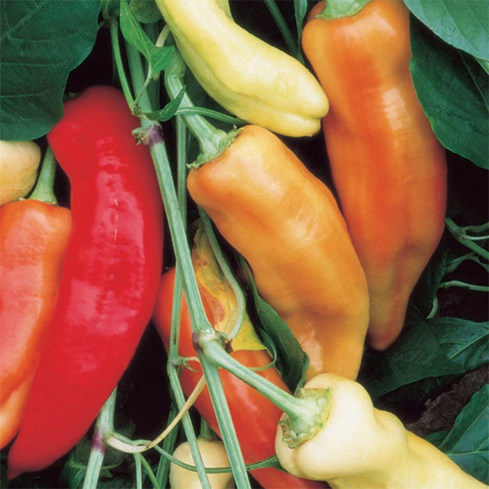 Sweet Banana Pepper 3 Sweet Banana Pepper