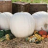 Polar Bear Hybrid Pumpkin -Maximas Flower Shop 03249
