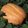 Maxima Dills Atlantic Giant Pumpkin 1 Maxima Dills Atlantic Giant Pumpkin -Maximas Flower Shop 03251 AH
