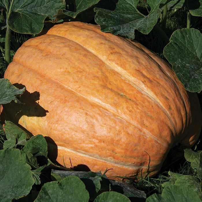 Maxima Dills Atlantic Giant Pumpkin 3 Maxima Dills Atlantic Giant Pumpkin