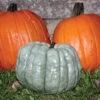 Blue Doll Hybrid Pumpkin -Maximas Flower Shop 03258