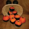 Batwing Mix Pumpkin