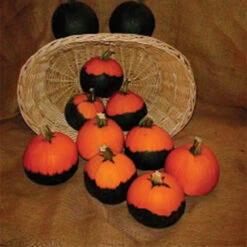 Batwing Mix Pumpkin