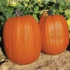 Early Giant Hybrid Pumpkin -Maximas Flower Shop 03270