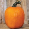 Howden Biggie Pumpkin -Maximas Flower Shop 03272