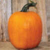 Jack-O-Lantern Pumpkin Offer 2 Jack-O-Lantern Pumpkin Offer -Maximas Flower Shop 03272Howden