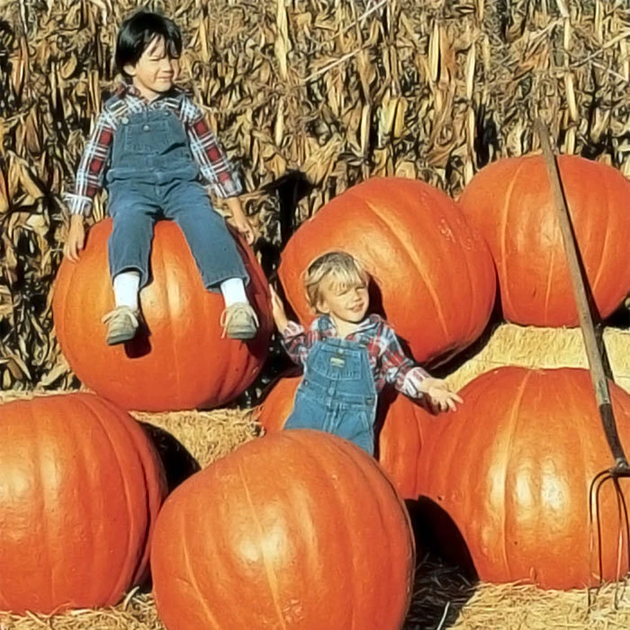 Maxima Prizewinner Hybrid Pumpkin 3 Maxima Prizewinner Hybrid Pumpkin