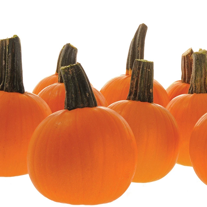 Half Pint Hybrid Pumpkin 3 Half Pint Hybrid Pumpkin