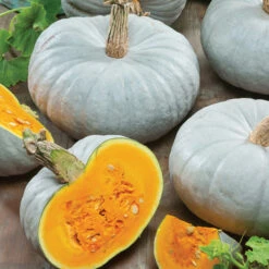 Blue Prince Hybrid Pumpkin