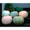 Maxima Small World Of Color Blend Pumpkin 2 Maxima Small World Of Color Blend Pumpkin -Maximas Flower Shop 03293