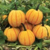 Maxima Fireball Hybrid Pumpkin -Maximas Flower Shop 03300