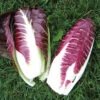 Fiero Hybrid Radicchio -Maximas Flower Shop 03301