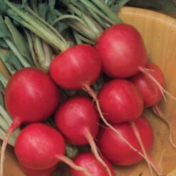 Cherry Belle Radish