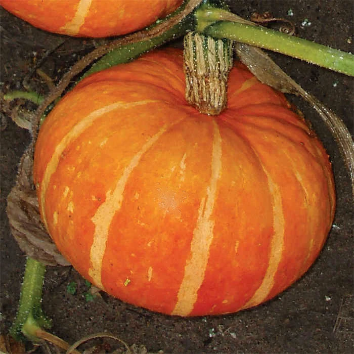 Maxima Orange Cutie Hybrid Pumpkin 3 Maxima Orange Cutie Hybrid Pumpkin
