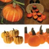 Novelty Mini Pumpkin Offer 1 Novelty Mini Pumpkin Offer -Maximas Flower Shop 03339