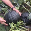 Dark Knight Hybrid Pumpkin -Maximas Flower Shop 03341