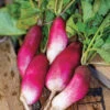 French Breakfast Radish -Maximas Flower Shop 03350b