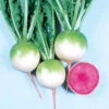 Red Meat Radish -Maximas Flower Shop 03382