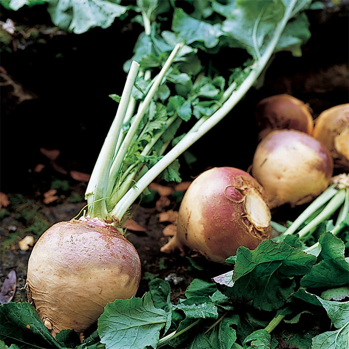 American Purple Top Rutabaga 3 American Purple Top Rutabaga